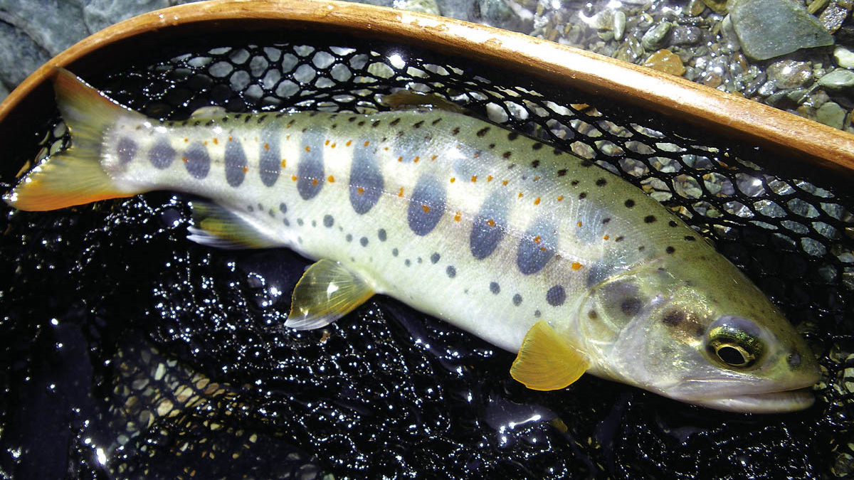 渓流釣り／里川のヤマメ＆アマゴをねらう「フロロ0.15号のミャク釣り